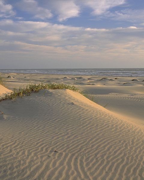Coastal dunes on South Padre Island in Texas. 
