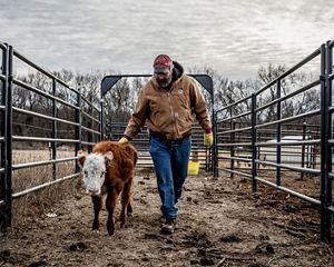 a man walks beside a calf in a farm pin