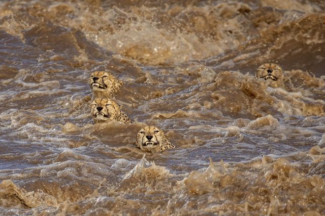 amid swift brown water, 4 cheetah heads peak above the water with gritted teeth