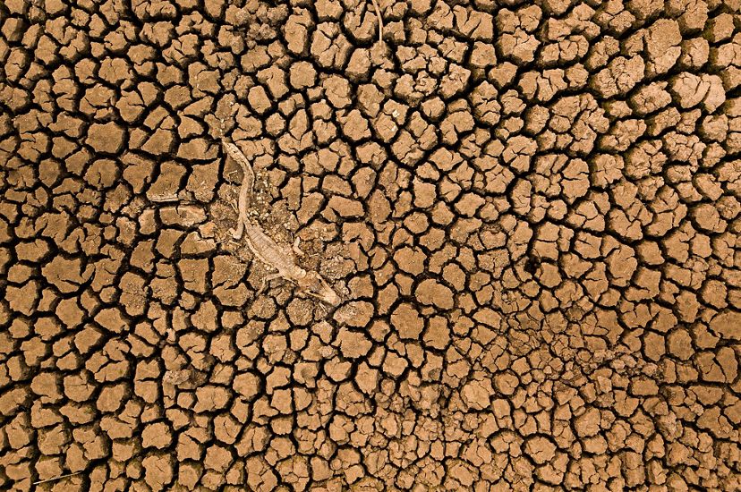 Vista sobre un pantano seco, mostrando el fango seco y agrietado y el cadaver de un reptil.