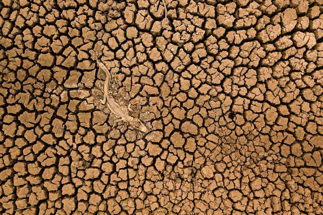 Vista sobre un pantano seco, mostrando el fango seco y agrietado y el cadaver de un reptil.