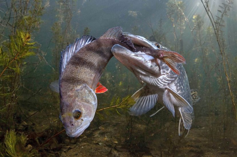 A large fish catches a smaller fish's tail in its mouth along a river bottom.