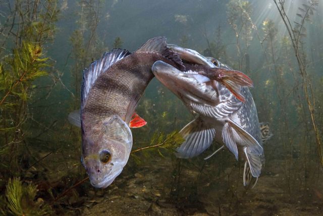 in an underwater image, two large fish are seen up close with one fish caught in the mouth of the other, grass/seaweed surround them