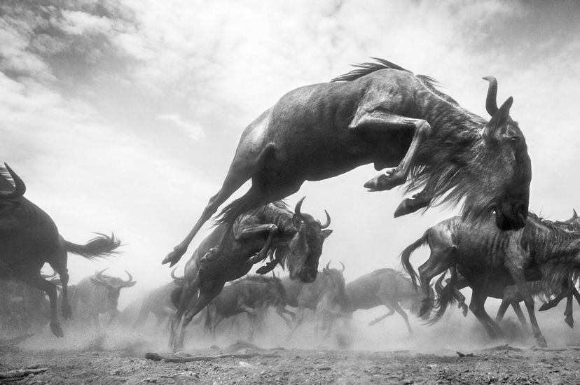 in a black & white image, a wildebeest leaps with many wildebeests in the background