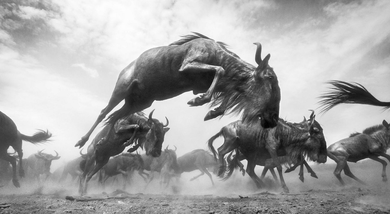 Una imagen en blanco y negro, un ñu salta con muchos ñus en el fondo.