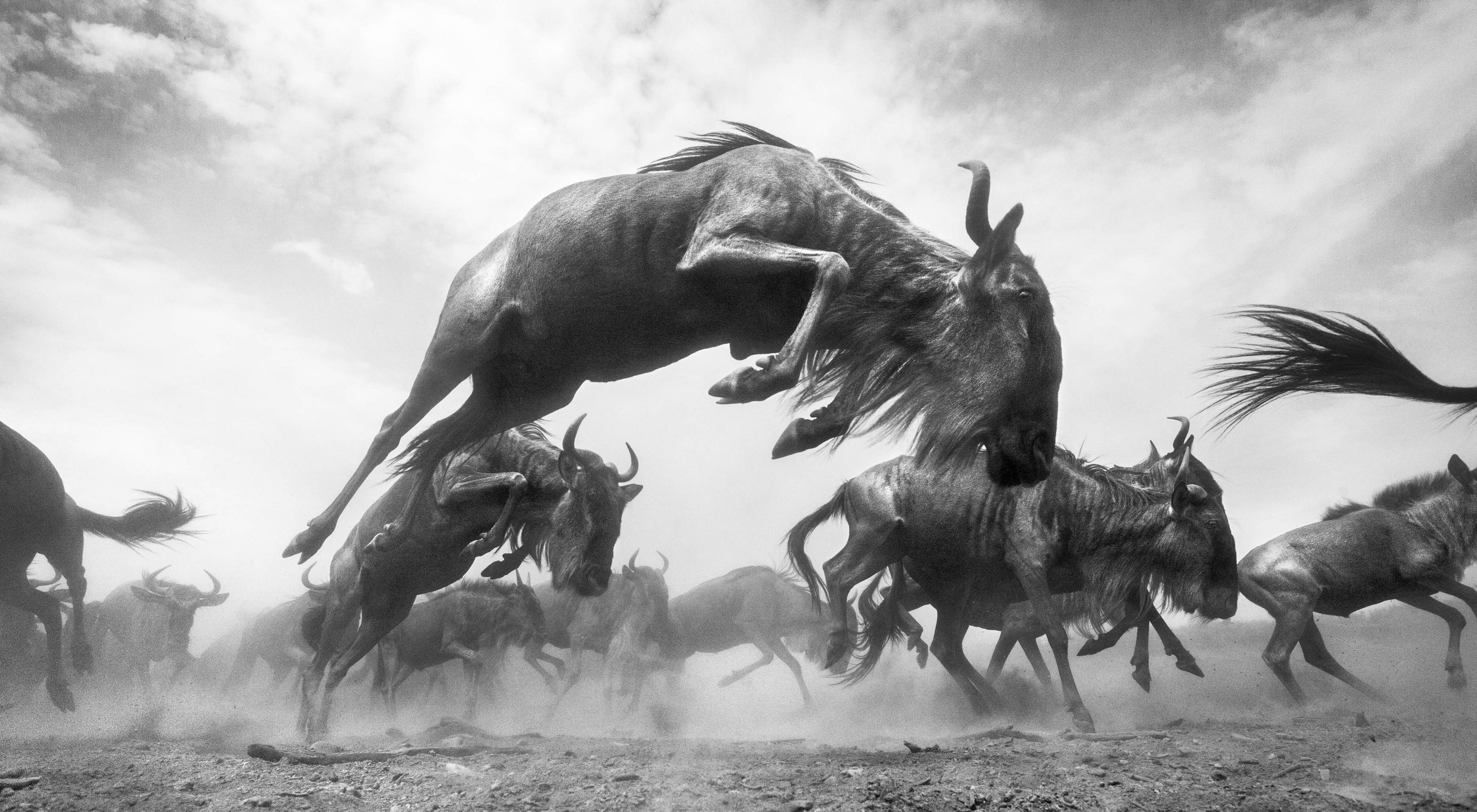 in a black & white image, a wildebeest leaps with many wildebeests in the background
