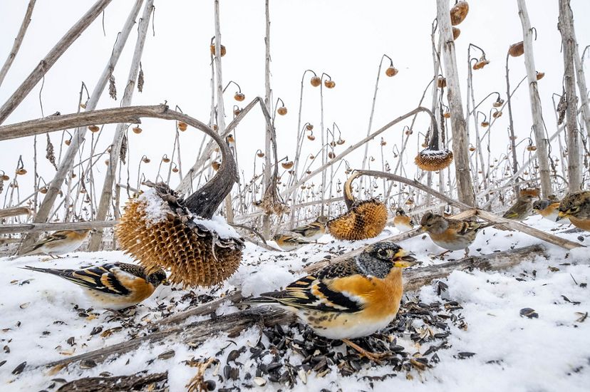 several small orange and brown birds are seen on snowy ground with gray remnants of large sunflower stems standing above them with dead sunflower heads hanging