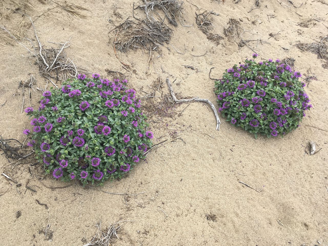 Point Reyes National Seashore: A Path Forward