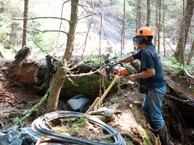 A person uses a chainsaw to cut through a downed tree in a forest.