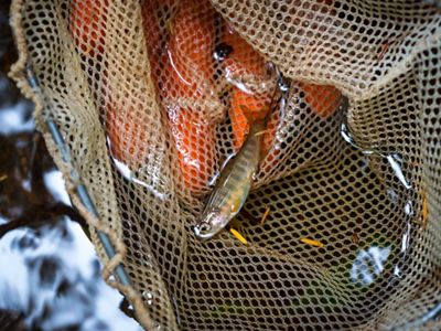 Closeup of a small fish in a fishing net.