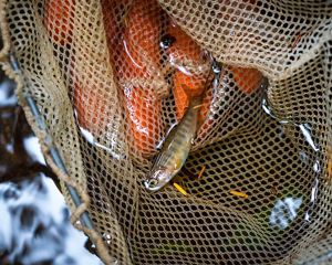 Closeup of a fishing net with a small fish escaping from it.