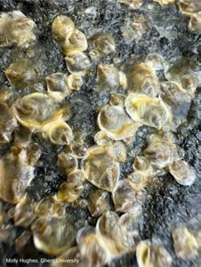 tiny oyster on stone.