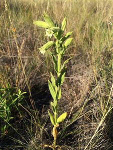 Close up small plant with one stem, multiple leaves up it and multiple flower heads at the top.