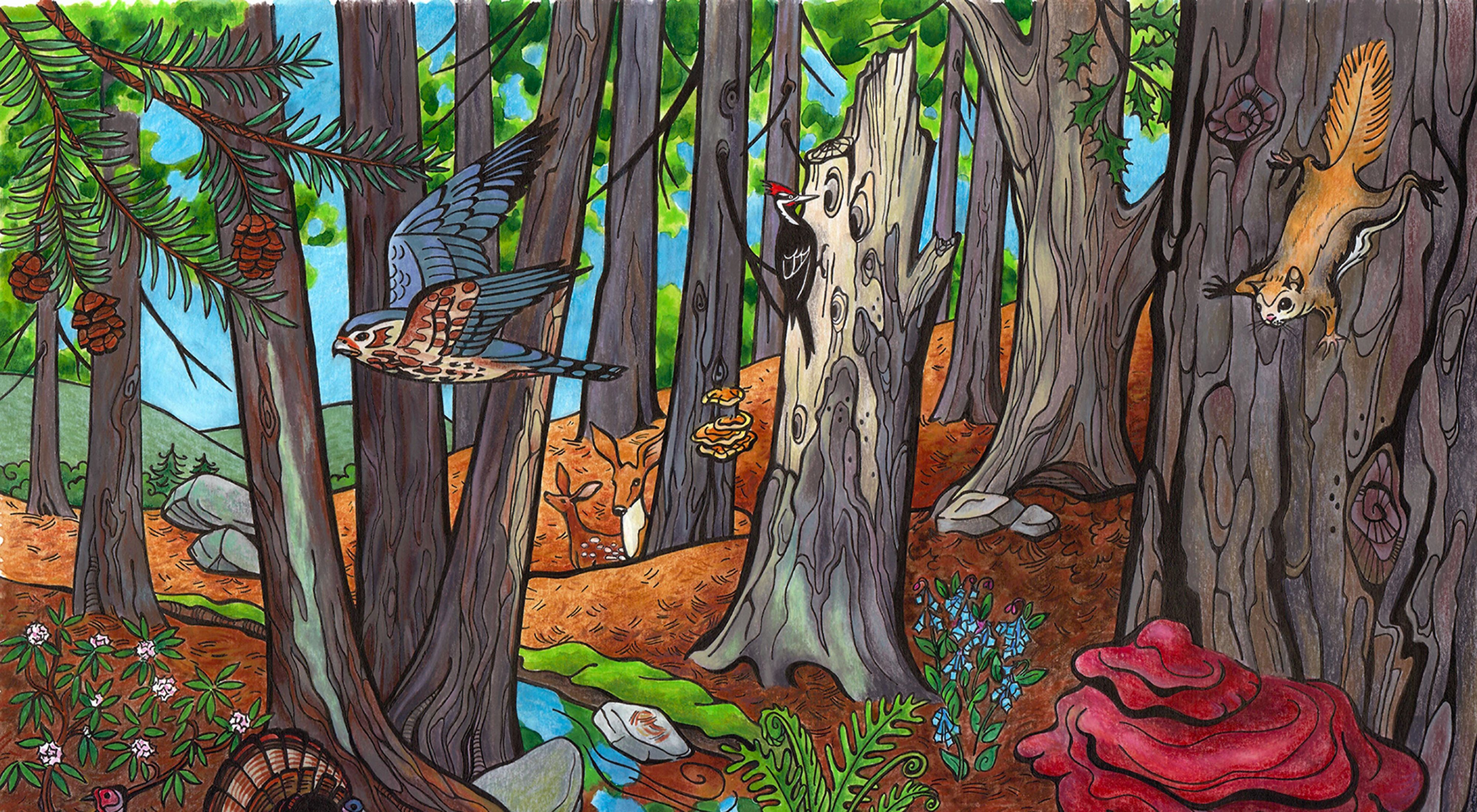 An art illustration showing a variety of species moving through a mountain forest.