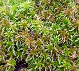  Closeup of dense green sphagnum mosses.