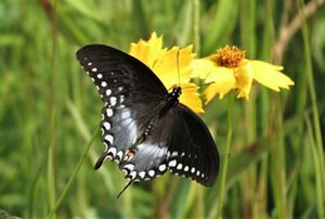 A pretty dark-colored butterfly feeds on a pretty yellow flower. 