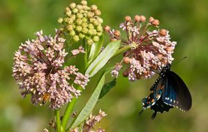 A spicebush swallowtail butterfly pollinating common milkweed flowers.