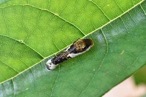 A spicebush swallowtail larva, which looks similar to a black and white bird dropping, is sitting on a leaf. 