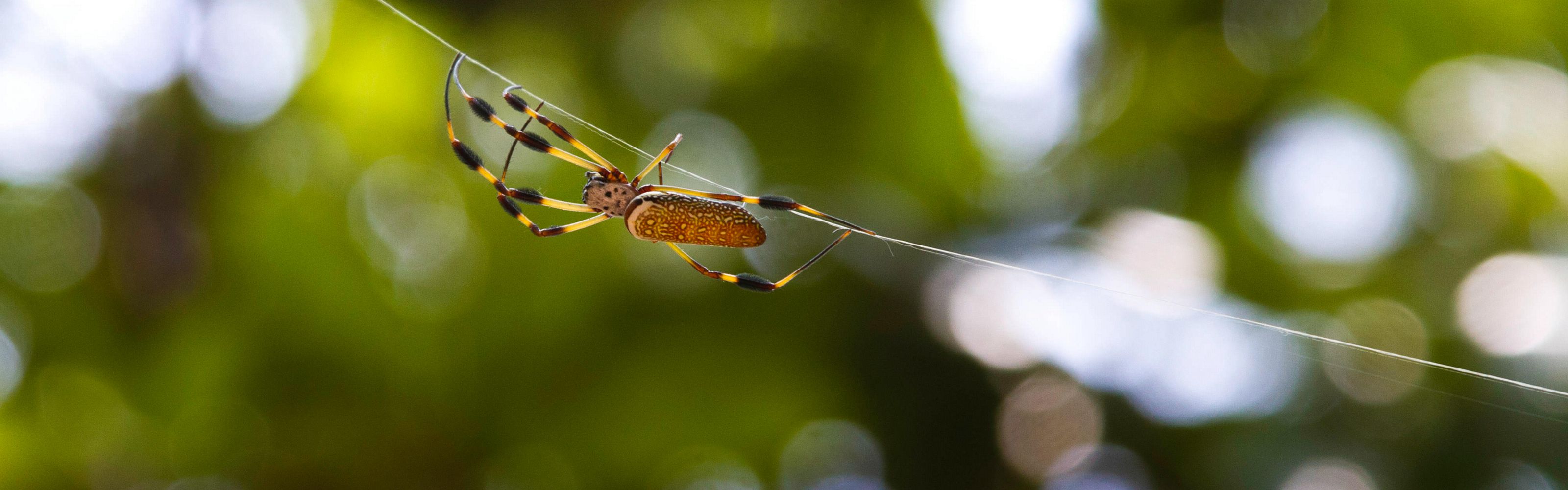 Closeup of a spider climbing along a line of silk.