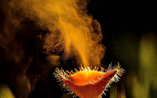 Spore burst of mushrooms