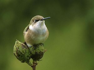Female green ruby-throated hummingbird resting on a branch.