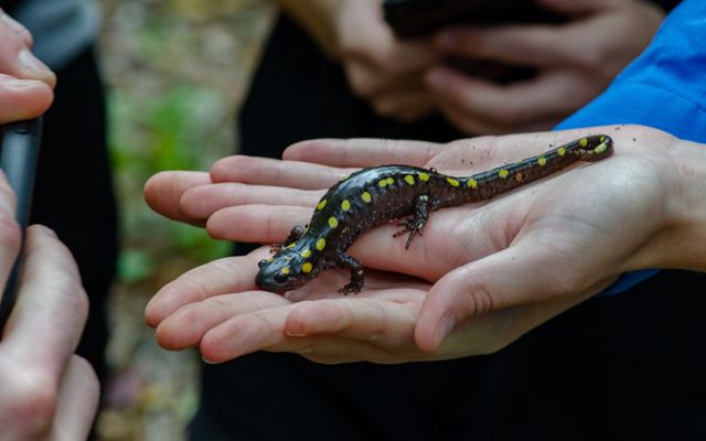 A close up view of a spotted salamander facing the camera while sitting in a person's outstretched hands.