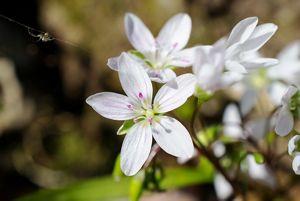 Purple pistils emerge from white petals of a wildflower.