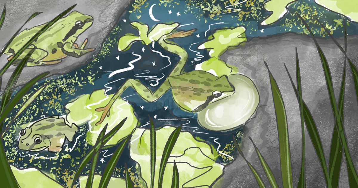 Spring Forward Frog Exploring Nature: Spring Frogs | The Nature Conservancy