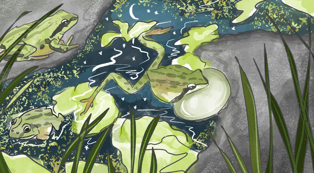 Watercolor illustration of a Pacific tree frog swimming in water.