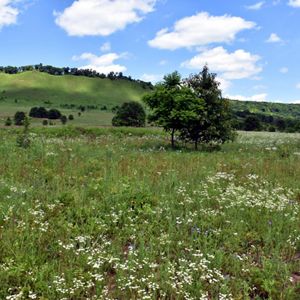 A brilliant green prairie with purple and white flowers blooming all around stretches out into the distance, where a tall, sloping bluff rises. 