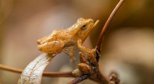 A spring peeper rests on a branch at Ross Coastal. 