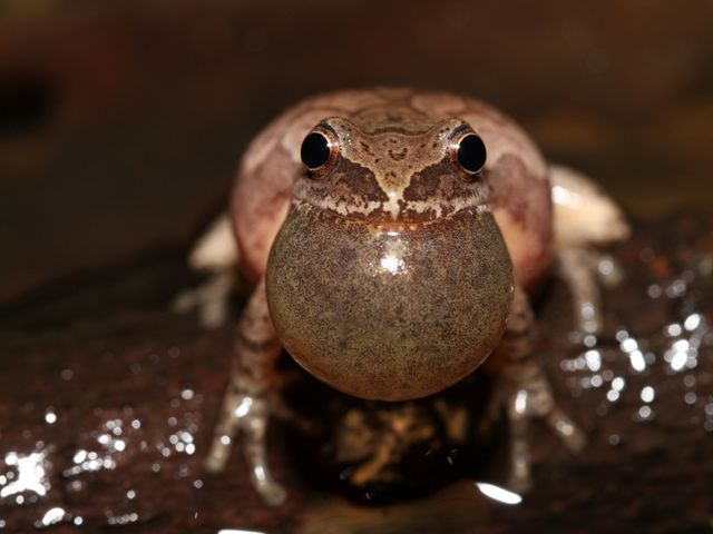 A male spring peeper calls while his vocal sac is inflated.