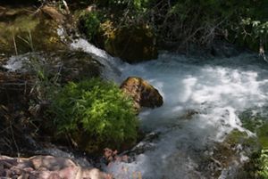 Rushing rapids of Cascade Creek.