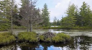 A springtime Adirondack wetland with a beaver lodge in the foreground, still reflective water, green shrubs, and tall evergreen trees surrounding the pond under a bright sky.