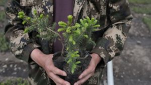 A person holding spruce seedlings in his hands.