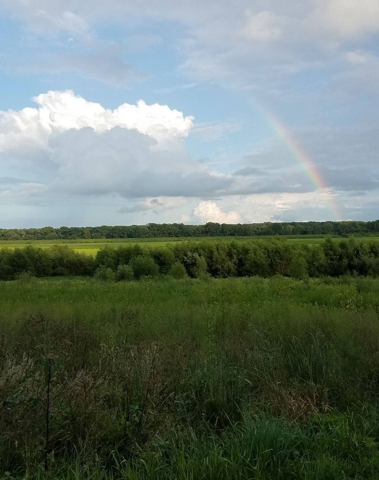 A sunny cloudy sky with a rainbow above brush.