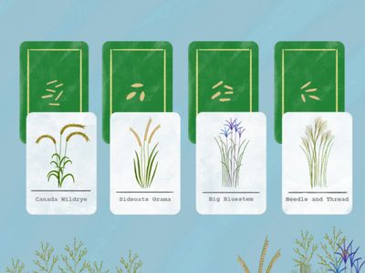 Art of prairie grasses, including canada wildrye, sideoats grama, big bluestem and needle and thread.