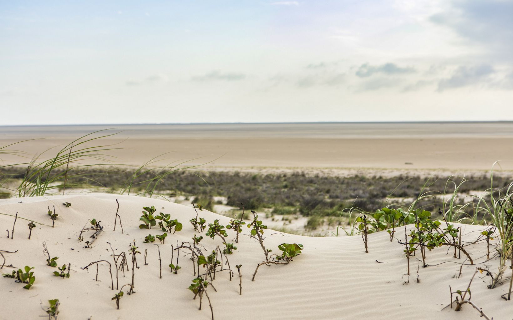 Dunas de arena costera Proteger el variado ecosistema de la isla es una prioridad para TNC. © Kenny Braun
