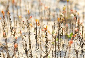 Wispy brown stems growing out of a sand dune with live growth showing yellow and orange at the top of each stem.