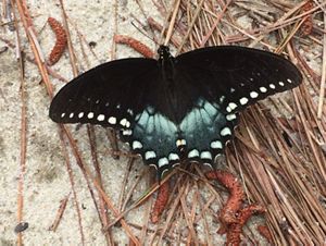 A black butterfly with blue and white markings rests on the sandy floor among dry pines.