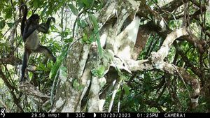 Image of a spider monkey from a camera trap in Belize Maya Forest.