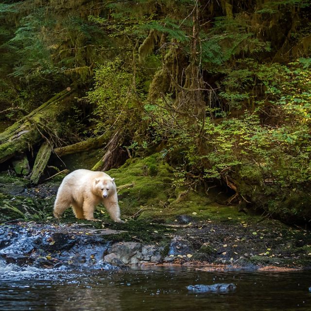 A white spirit bear emerges from a thick, lush forest, walking along the bank of a creek.