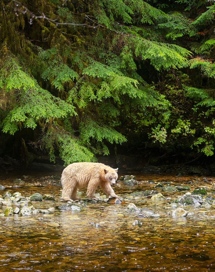 spirit bear