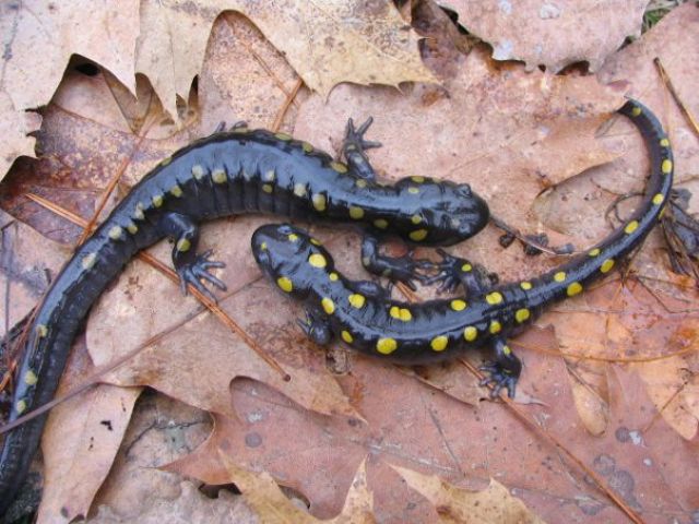 Black salamanders with bright yellow spots on top of orange fall foliage on the ground.
