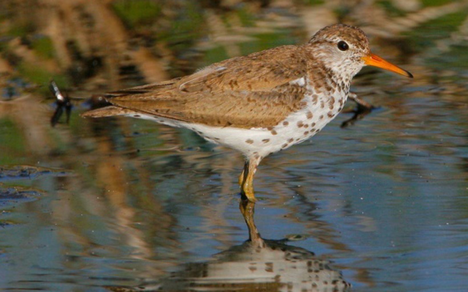 A brown and white sandpiper stands in a pool of water.