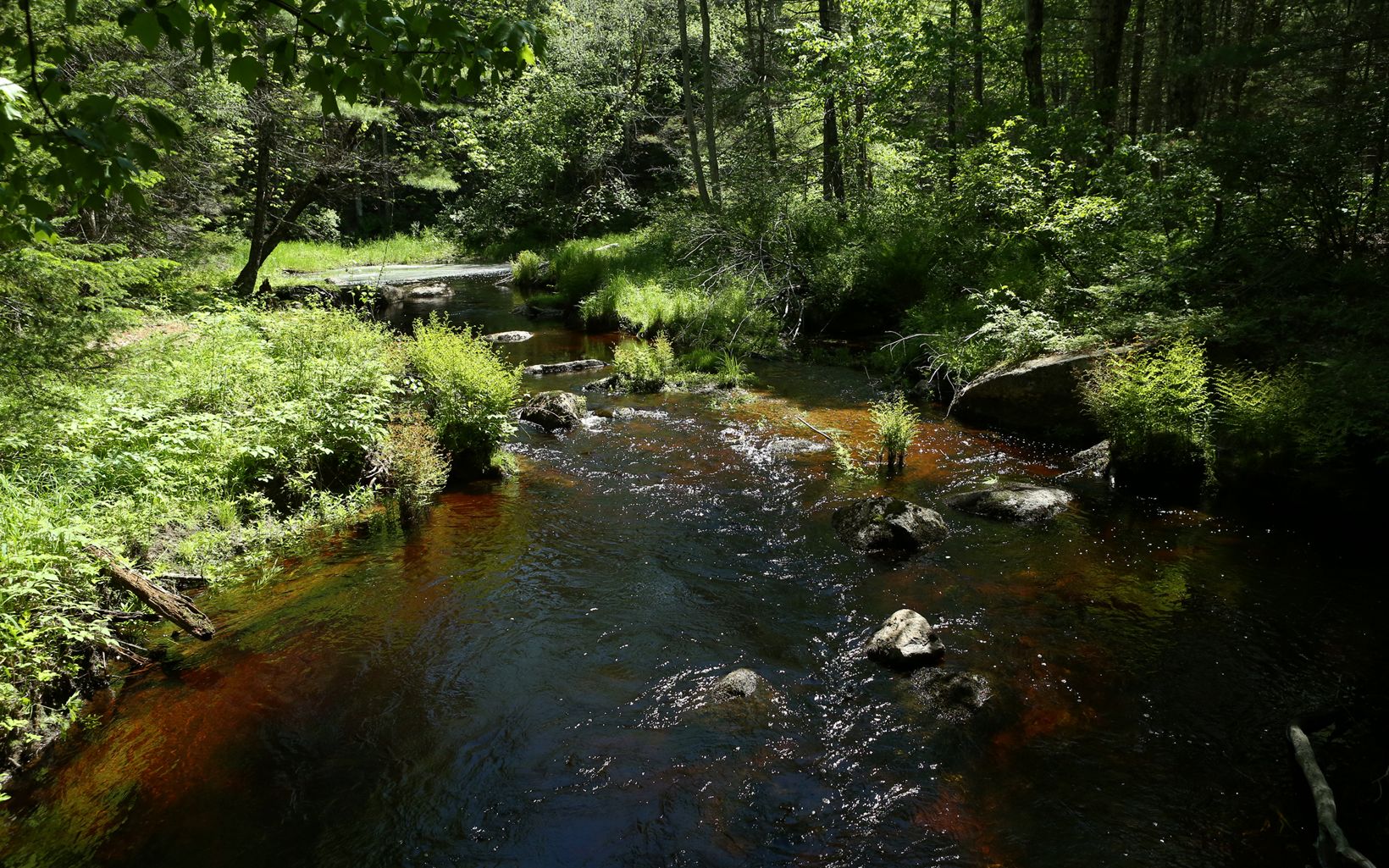 stream meanders through lush green woods