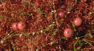 A close up view of red cranberries and sphagnum moss.