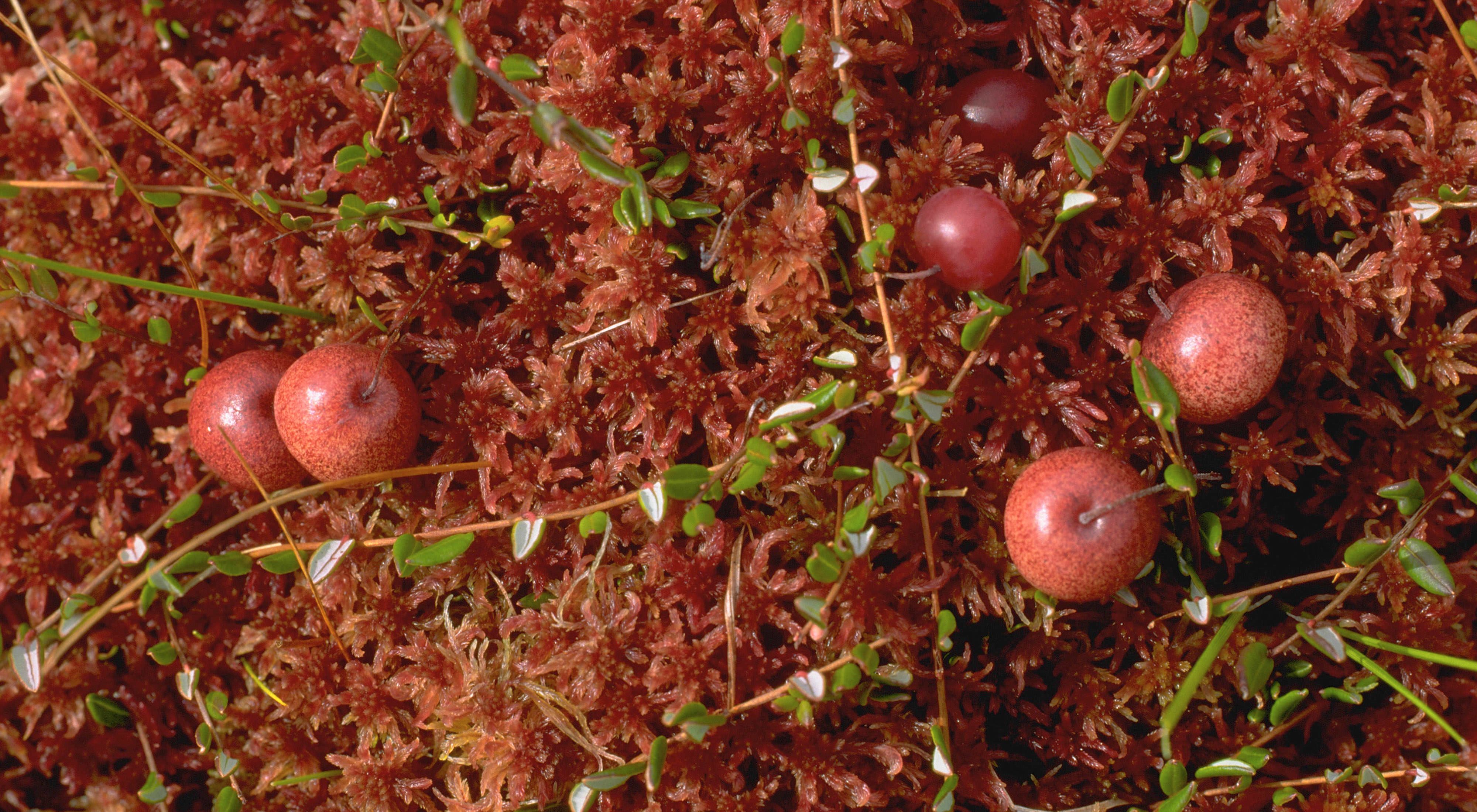 A close up view of  red cranberries and sphagnum moss.