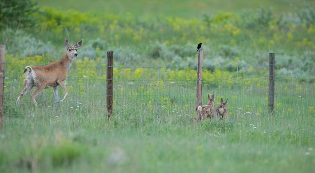 A doe and two fawns are separated by a fence. 
