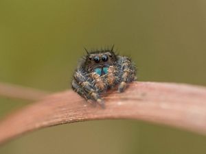 A close up of a jumping spider.